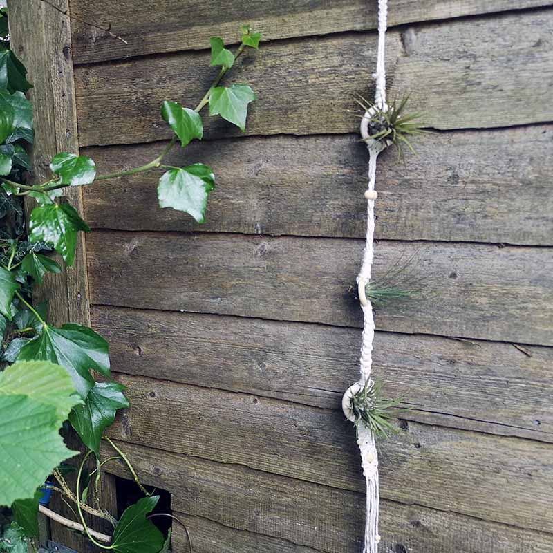 Macrame air plant hanger
