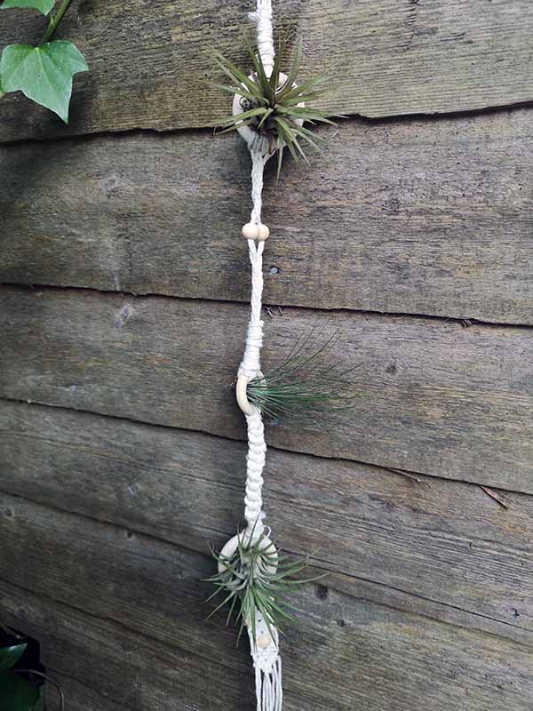 Macrame air plant hanger