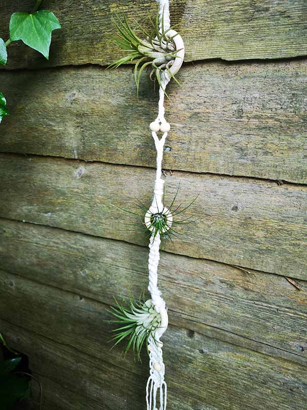 Macrame air plant hanger
