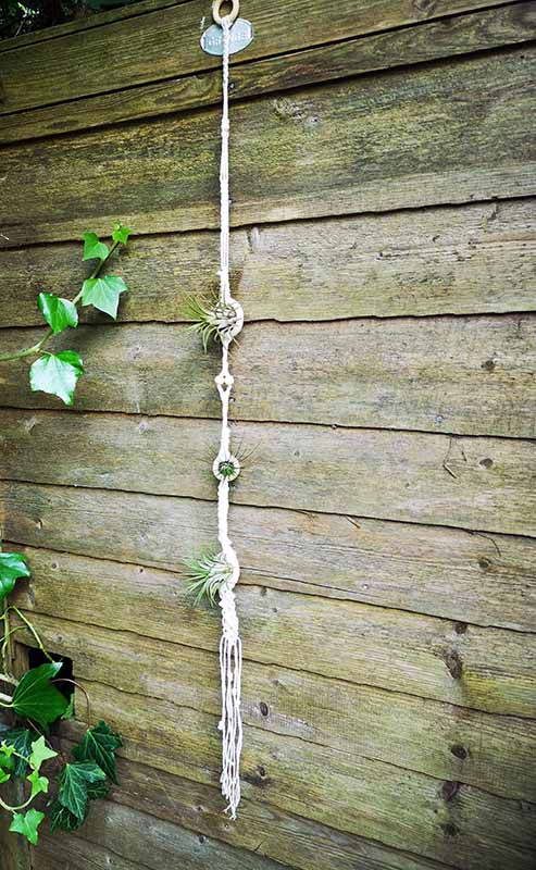 Macrame air plant hanger