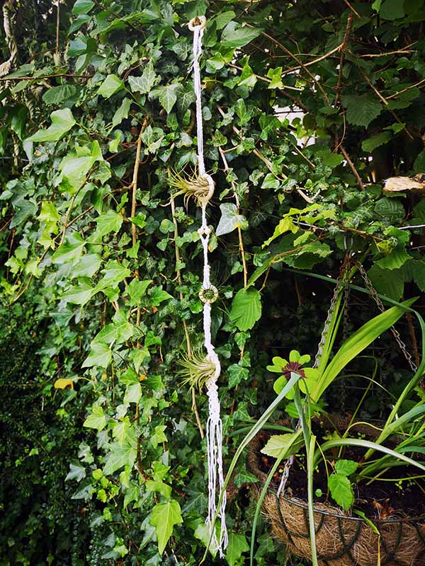 Macrame air plant hanger